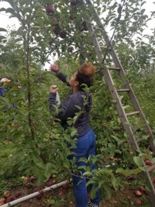 Apple picking